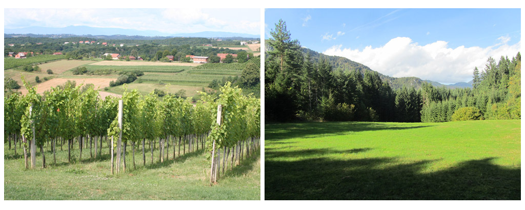 Vinogradništvo in gozdovi