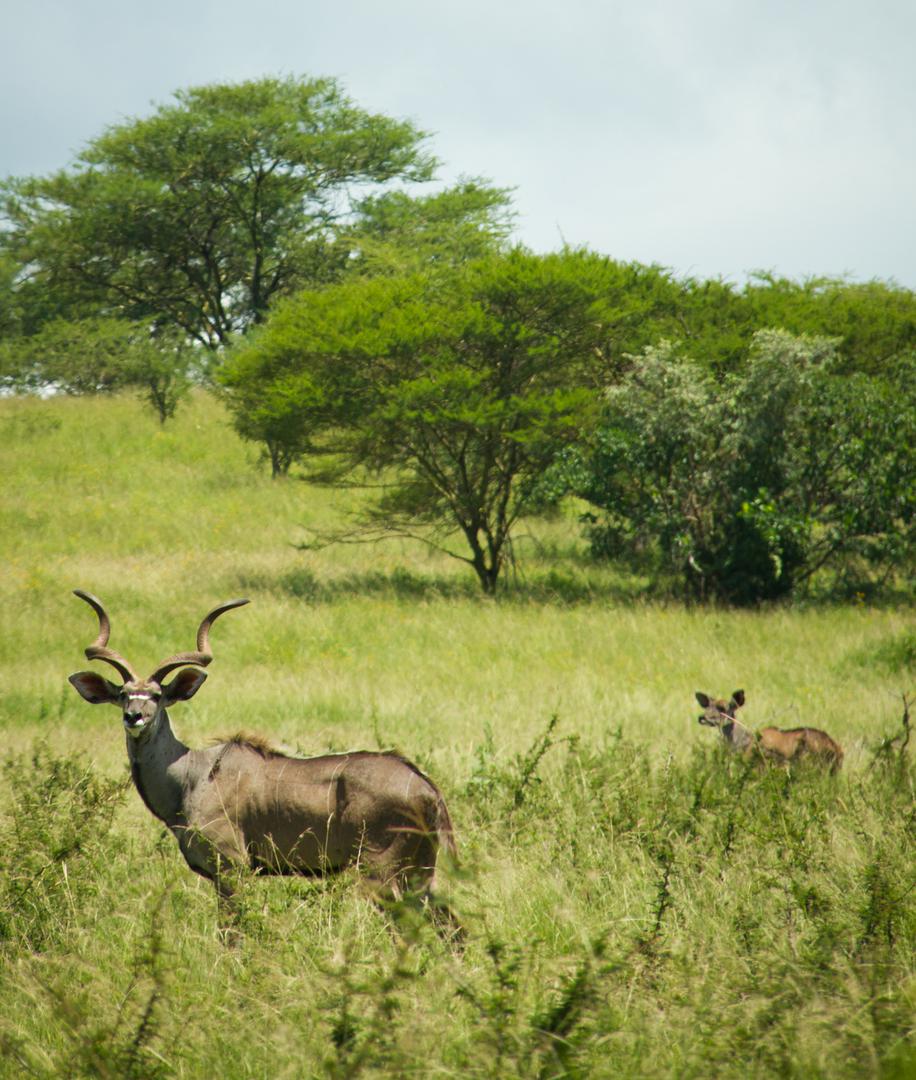 Savana