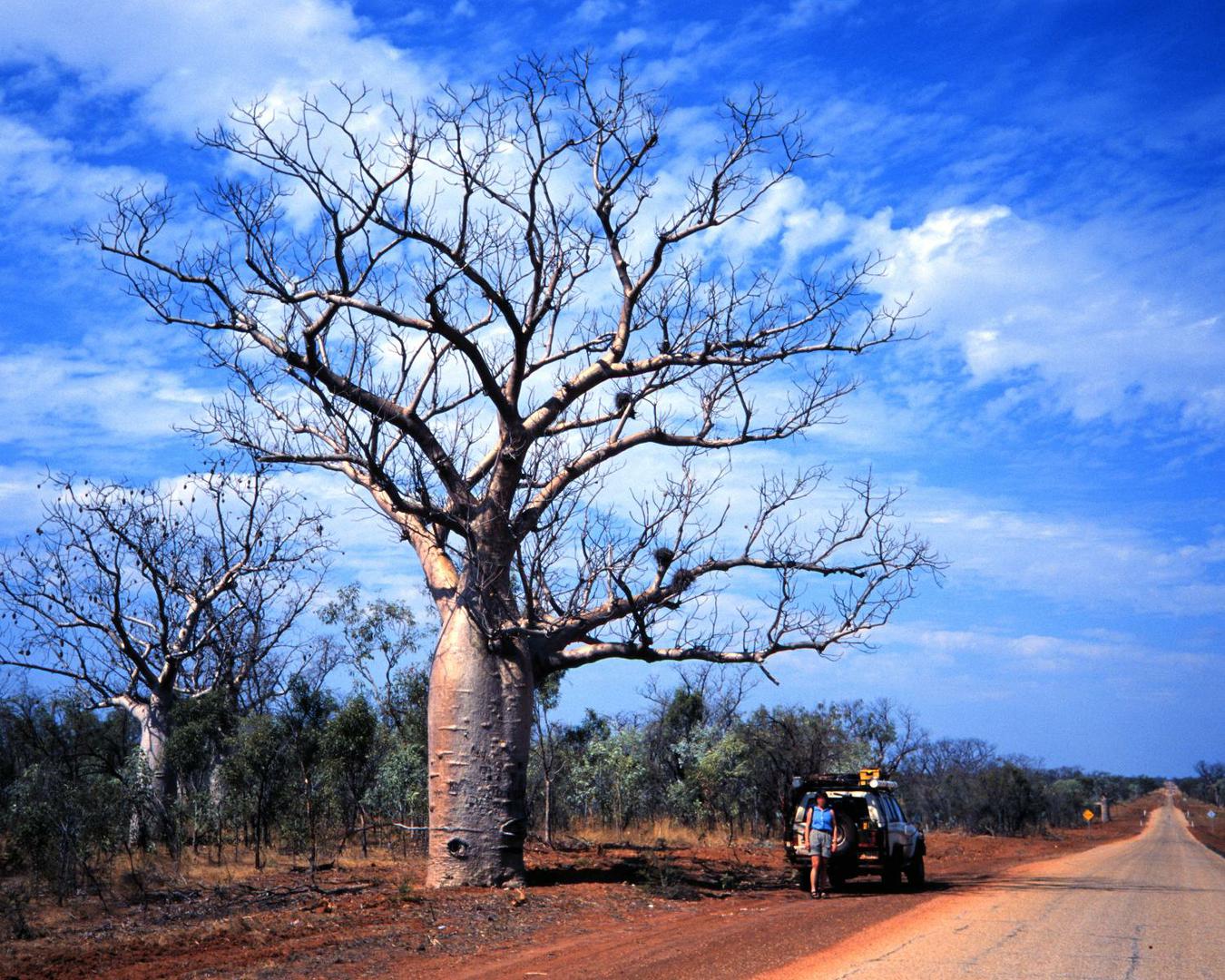 Baobab v savani