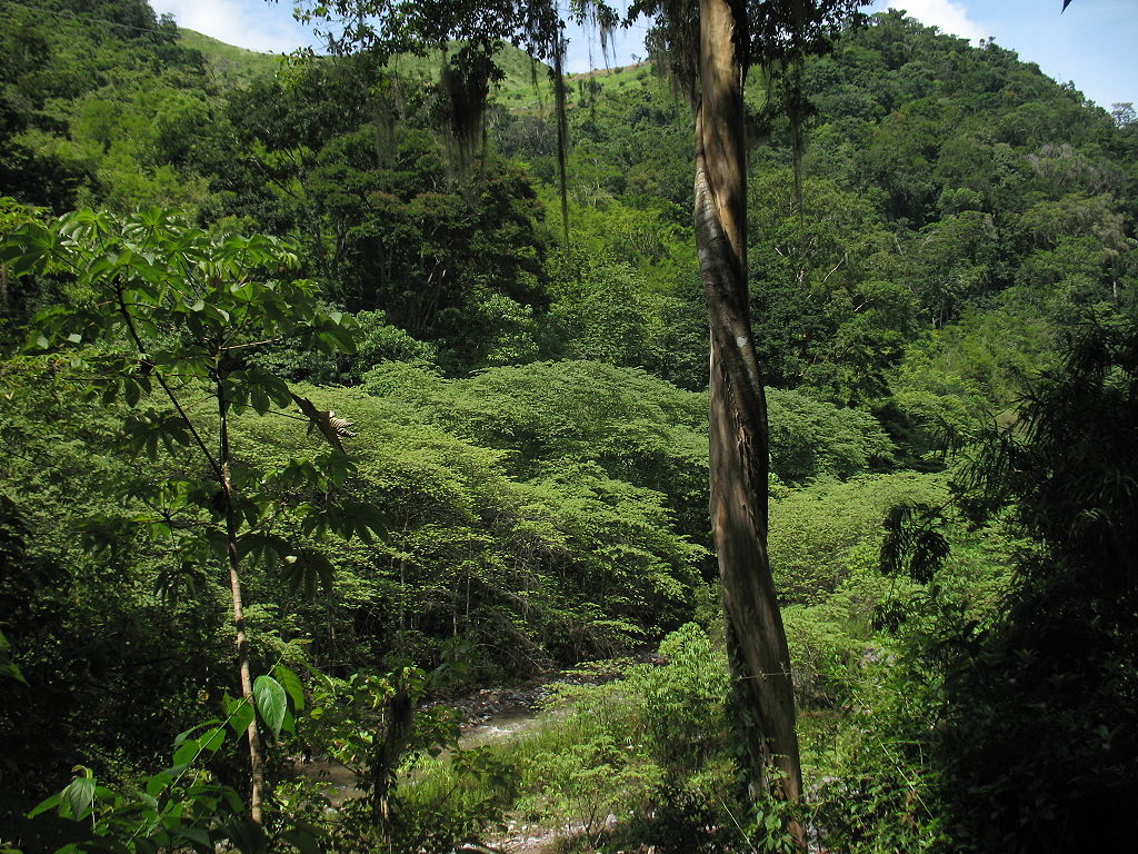 Gozd v Hondurasu