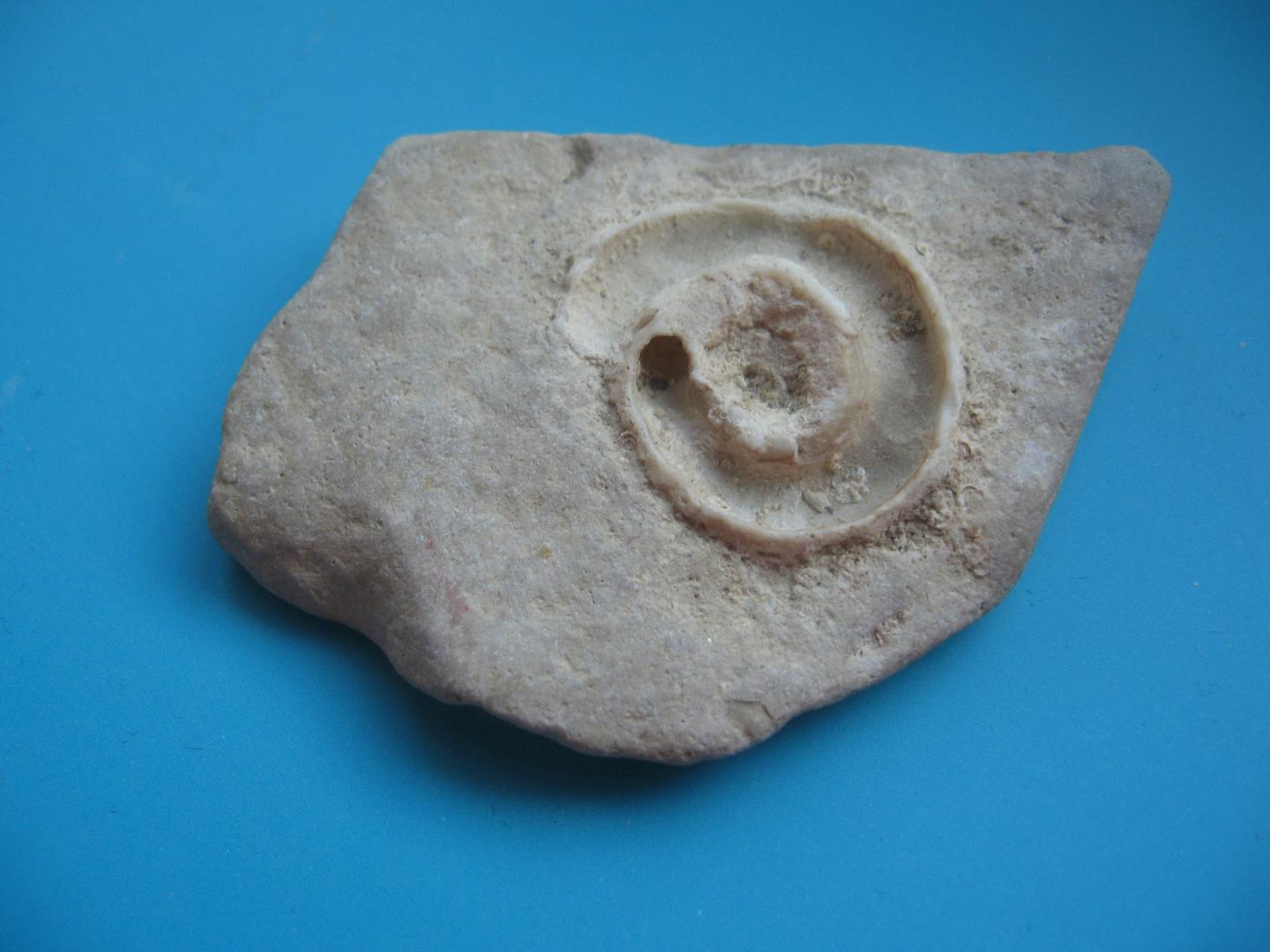 Školjkin fosil