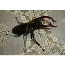 18_rogac.jpg<>Rogač
