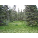 4_Gozd-Pokljuka.JPG<>Gozd - Pokljuka
