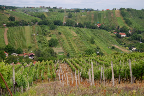 Vinograd