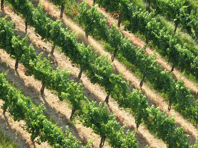 Vinograd
