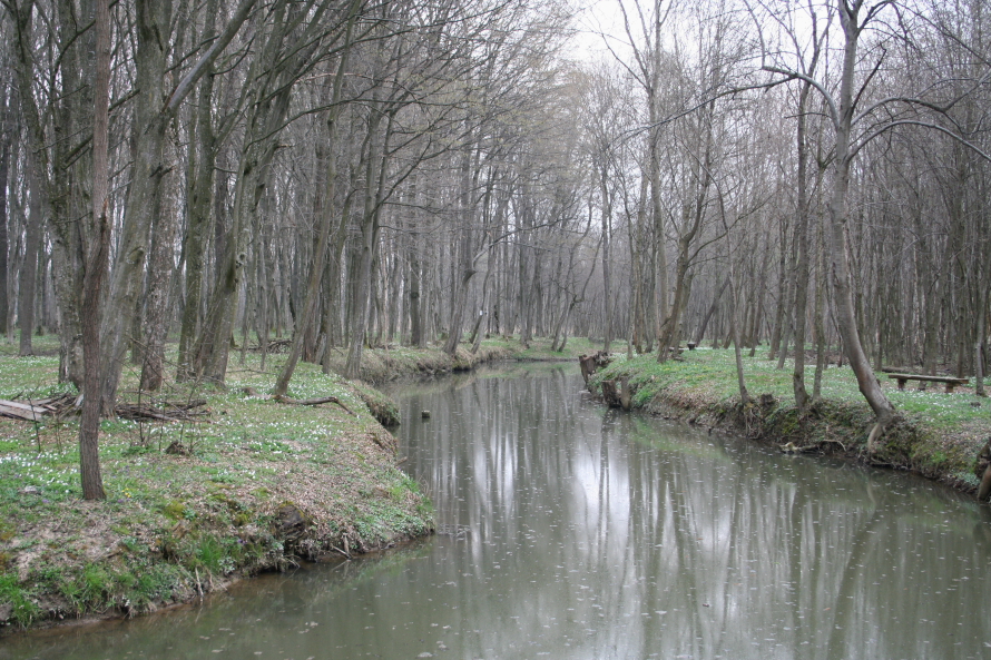Poraščenost bregov stare struge Ščavnice 