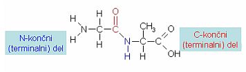 N-končni in C-končni del dipeptida