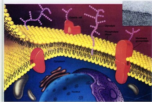 Shema celične membrane