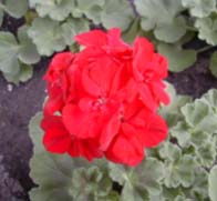Pelargonija 