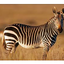 zebra2.png<>