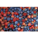 alaska-wild-berries_w725_h472.jpg<>