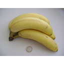 banane.jpg<>Kilogram banan stane 97 centov.