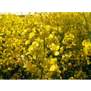 oljna_repica2.jpg<>Oljna repica