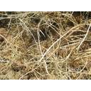 0311_gomolj_krompir.jpg<>Že izkopan krompir je pognal dolge poganjke. Če bi gomolj ostal v zemlji, bi se dolg poganjek postopoma razvil v samostojno rastlino.