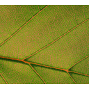 0307_zile_v_listu2.jpg<>Žile v listih dvokaličnic so običajno močno razvejane (žile so obarvane z oranžno barvo).