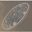 0305_paramecij.jpg<>Paramecij je enoceličar ali protist.