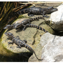 0317_mladici_aligatoja.jpg<>Mladiči aligatorja