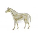 16771617-illustration-of-a-horse-skeleton--side-view.jpg<>okostje konja