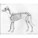 Dog_anatomy_lateral_skeleton_view.jpg<>okostje psa