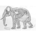 Elephantskeleton.jpg<>okostje slona
