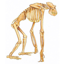 gorillaskeleton.jpg<>okostje gorile