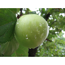 640px-Green_apple.jpg<>iz oplojenih cvetov nastane plod - jabolko