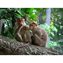 640px-Monkey_family.jpg<>Opici z mladičem