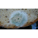 640px-Brot-Schimmel.JPG<>Tudi plesen spada med glive