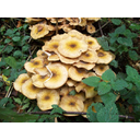 640px-Honey_Fungus_(Armillaria_mellea).jpg<>Glive se hranijo z odmrlimi bitji