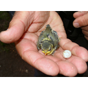 Parus_caeruleus_chick_and_egg.jpg<>