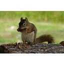 squirrel-56928_640.jpg<>