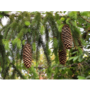 630px-Norway_Spruce_cones_(Picea_abies).jpg<>Smrekin storž in listi - iglice