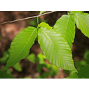 631px-Fagus_grandifolia_beech_leaves_close.jpg<>Bukovi listi