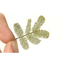 640px-Cootamundra_wattle_leaves.jpg<>