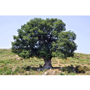640px-Oak_tree_in_Corsica.jpg<>Hrast