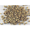 640px-Sa-cilantro_seeds.jpg<>