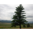 640px-Spruce_tree_IMG_0444.JPG<>Smreka
