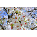 Cherry_blosson_flower_DC.jpg<>