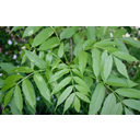 Fraxinus-excelsior-male-leaves.JPG<>Jesen - listi