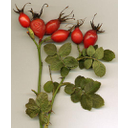 Rosa_rubiginosa_hips.jpg<>Šipek: listi in plodovi