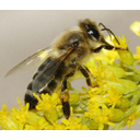 555px-Carnica_bee_on_solidago.jpg<>Čebela