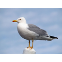 634px-Larus_michahellis_LC0046.jpg<>Rumenonogi galeb