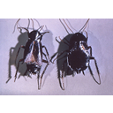 640px-Blatta_orientalis_cdc_2.jpg<>Ščurek