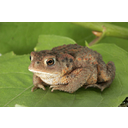 640px-Bufo_bufo_03.jpg<>Navadna krastača