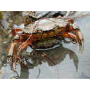 640px-Carcinus_maenas._Copulation_1.JPG<>Navadna rakovica