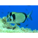 640px-Diplodus_vulgaris.jpg<>Frater