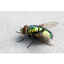 640px-Green_Fly.jpg<>Muha