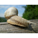 640px-Helix_pomatia_june01.JPG<>Veliki vrtni polž