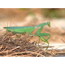 640px-Mantis-greece-alonisos-0a.jpg<>Bogomolka