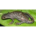 640px-Mesotriton_aplestris_dorsal_view_chrischan.jpeg<>Planinski pupek
